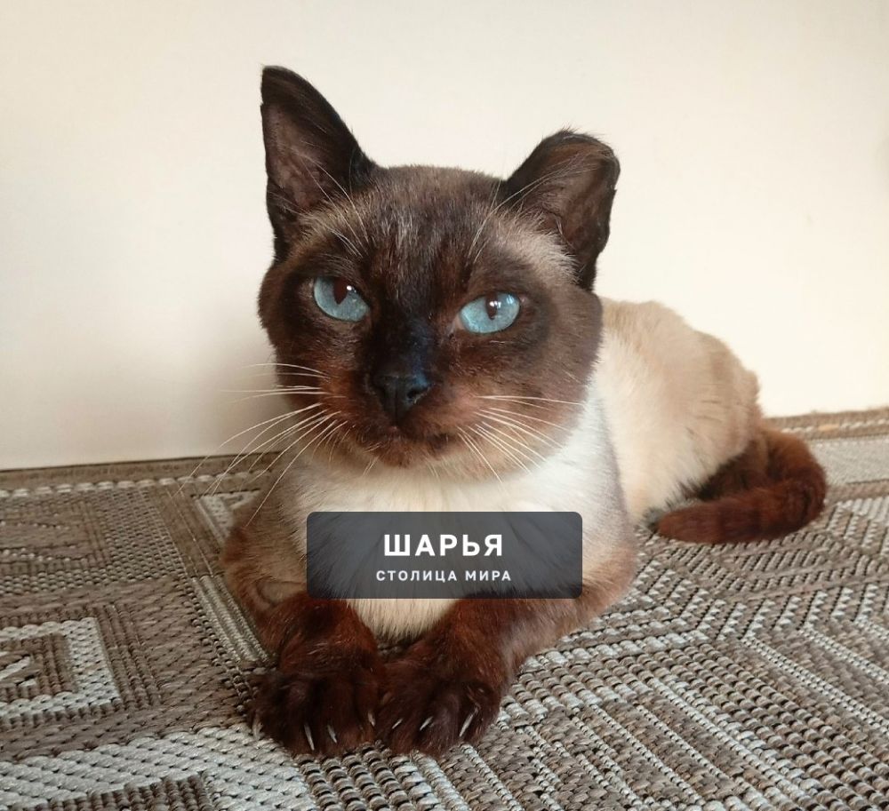 Кот Симон, или просто Симка готов к поиску доброго хозяина — Шарья — фото 7