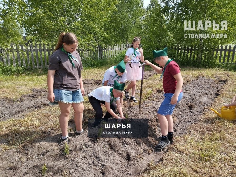 Юннаты Шарьинского района создали лесной питомник — Шарья — фото 4