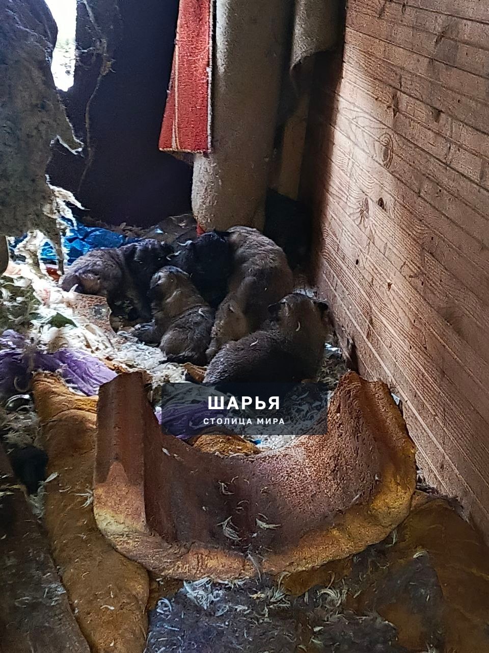 Юбилейная, у ГИБДД живут 8 щенят и 2 взрослых собаки, боятся, корм не принимают, у некоторых… — Шарья — фото 2