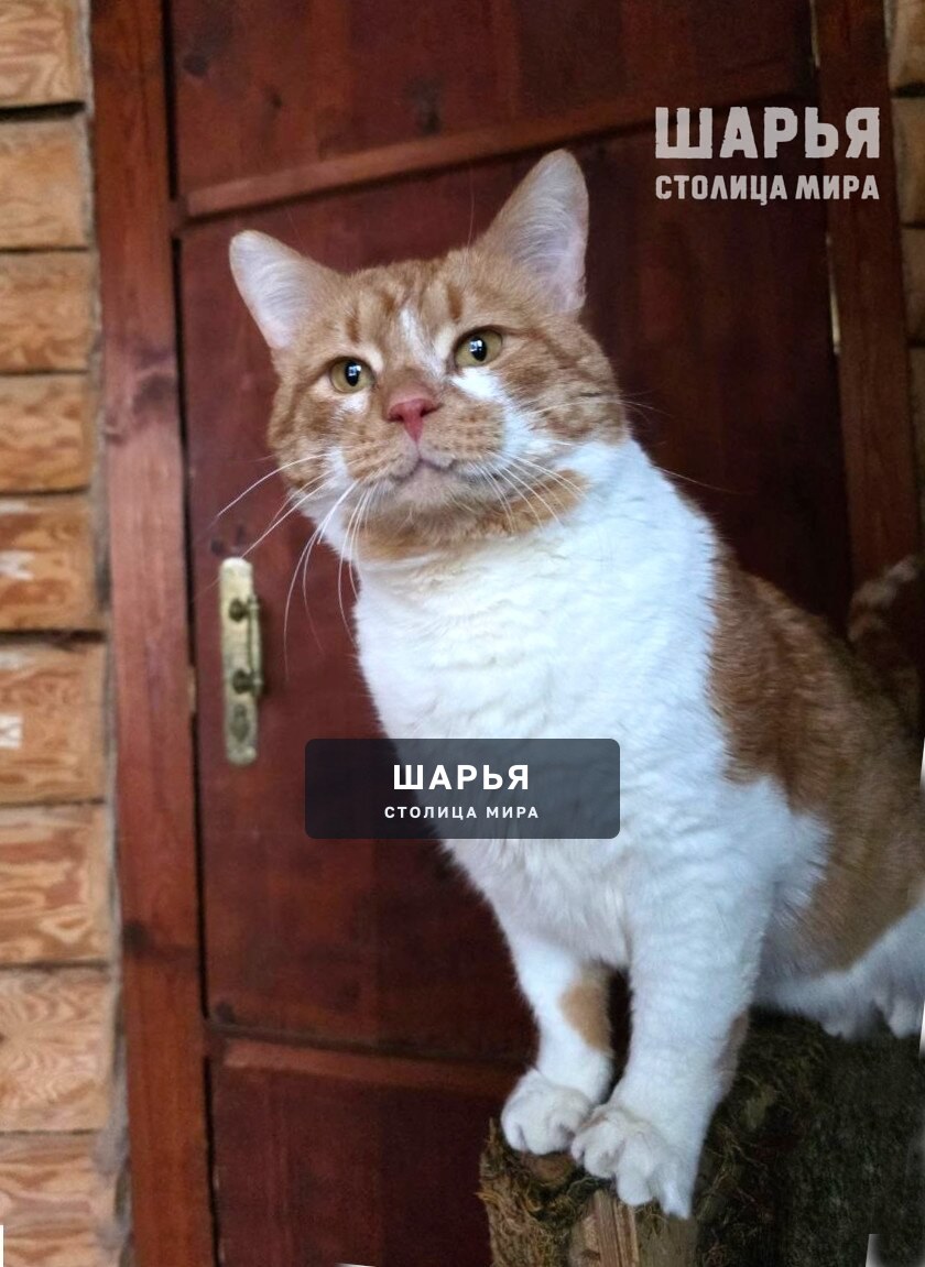 Кот Рыженос в поисках хорошего хозяина! — Шарья — фото 2