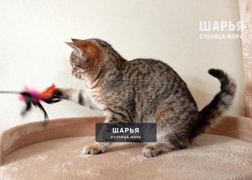 Маленькая кошечка Диночка! — Шарья — фото 4