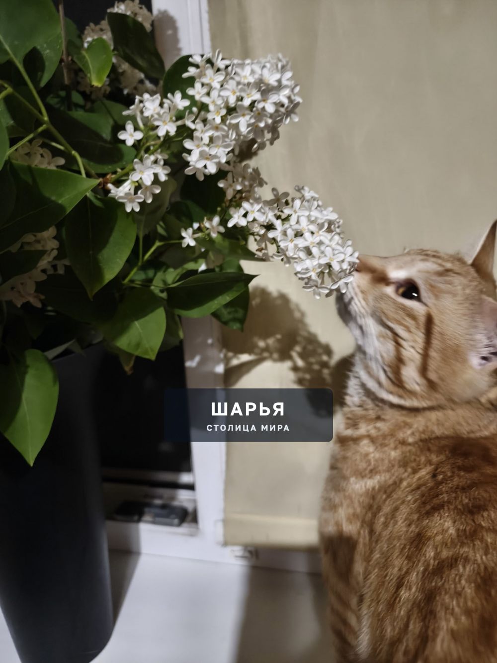 28.06 из дома убежал рыжий котик, зовут Бодя — Шарья — фото 2