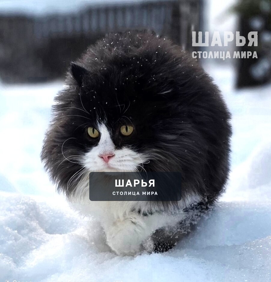 Дункан - брутальный кот в самом расцвете сил - в поисках постоянного места жительства — Шарья — фото 2