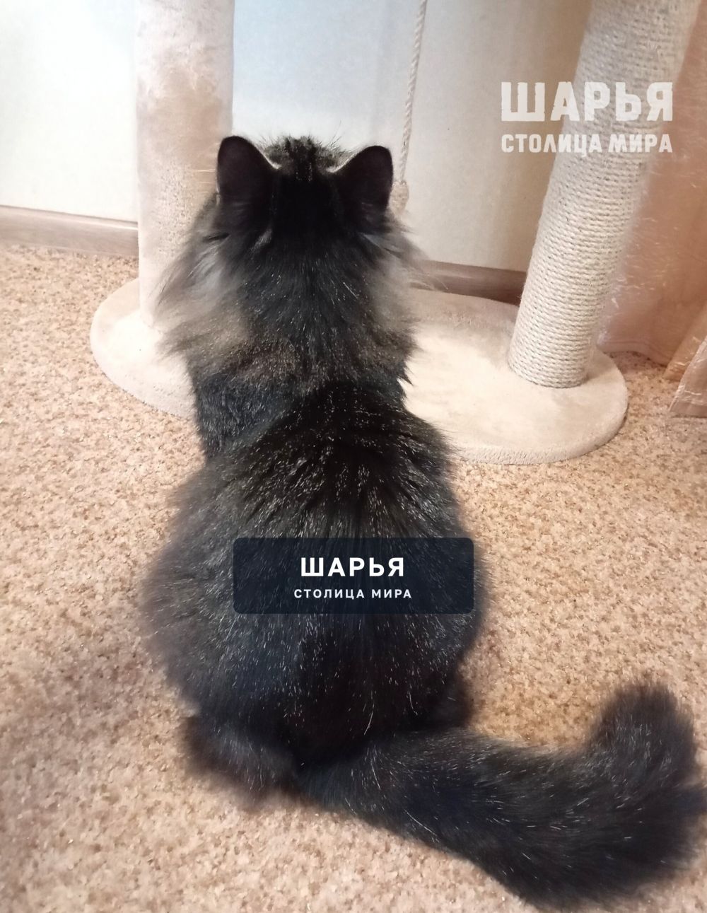 Кошечка Шура. Фенотип сибирской породы — Шарья — фото 7