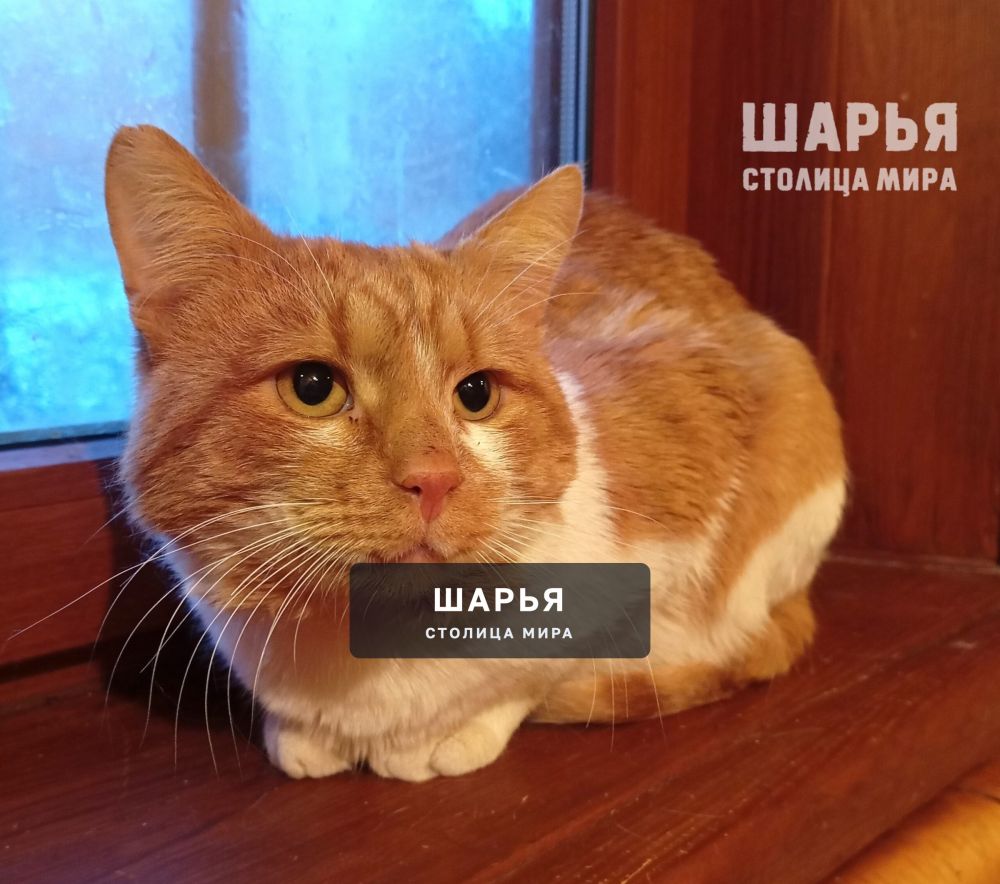 Кот Рыженос в поисках хорошего хозяина! — Шарья — фото 2