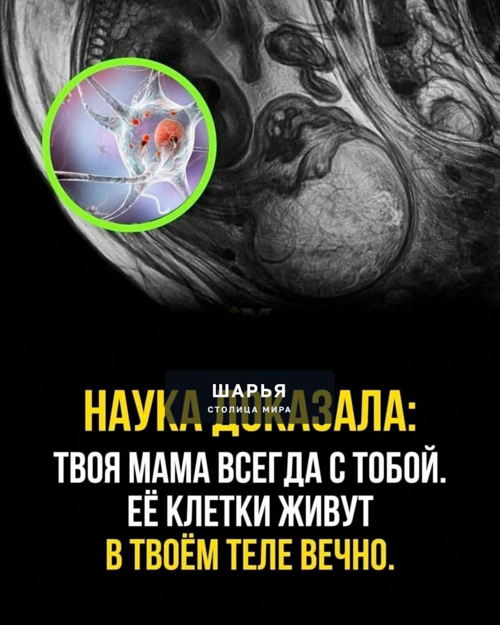 Наука подтверждает: твоя мама всегда с тобой — её клетки остаются в твоём теле навсегда — Шарья