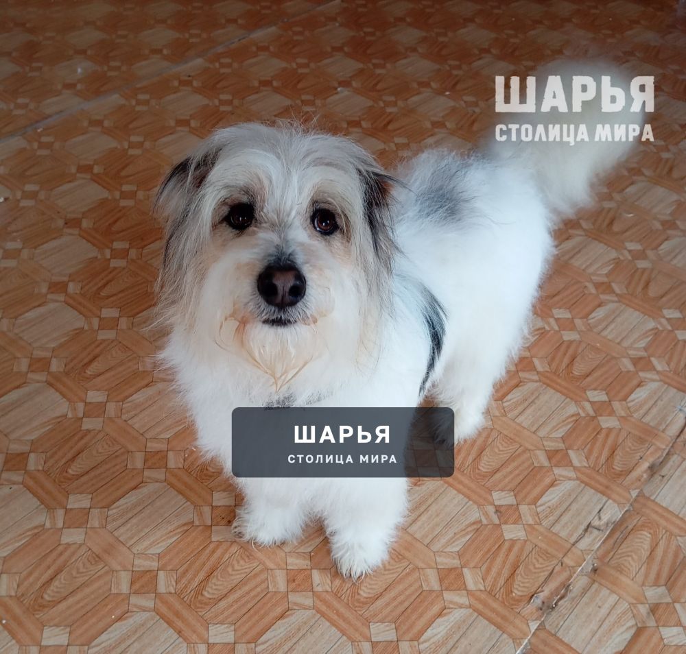 Очаровательный молодой пёс Тишка в поисках своего Человека! — Шарья — фото 2
