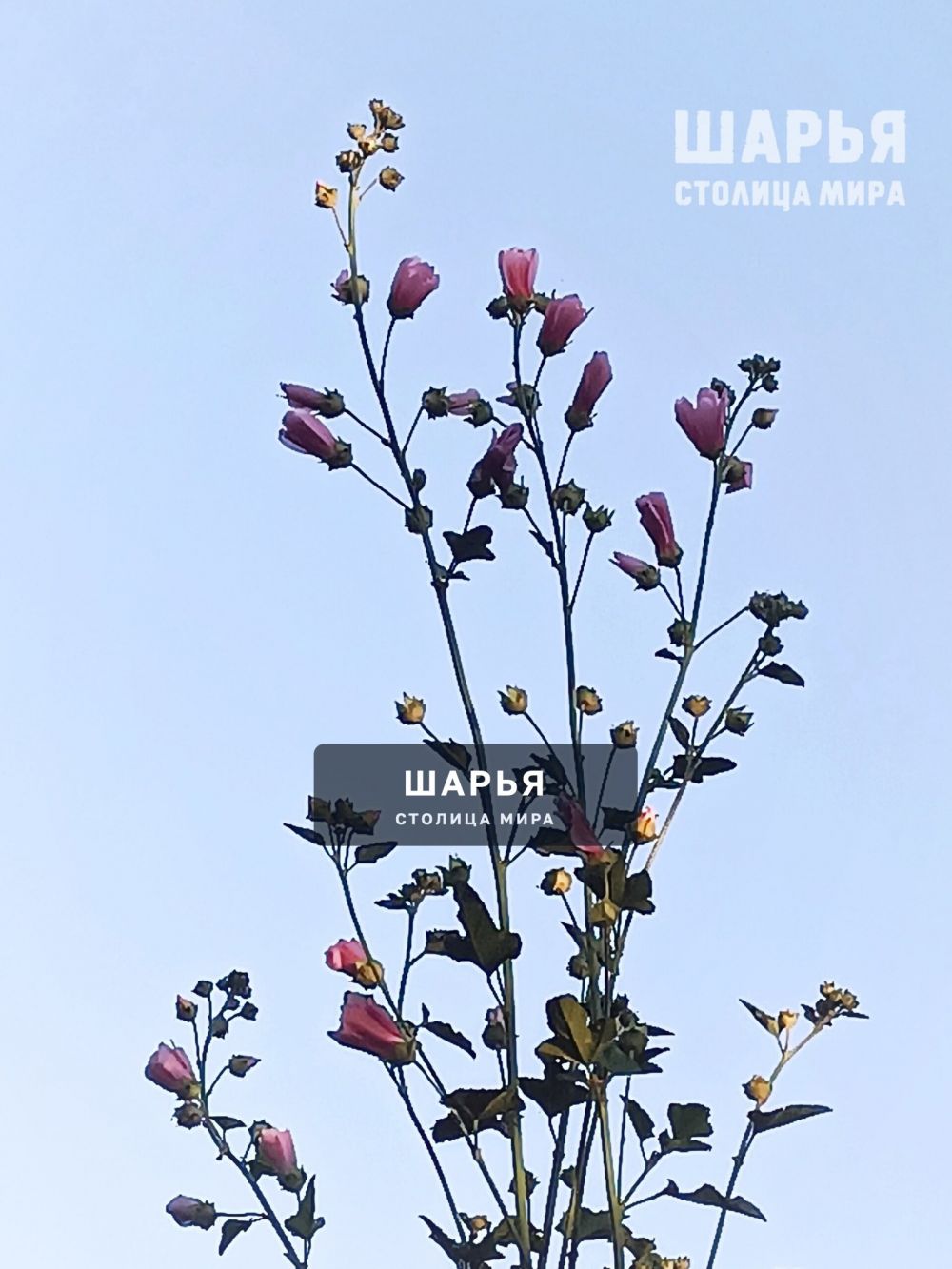 Новость из Шарьи — Шарья — фото 3