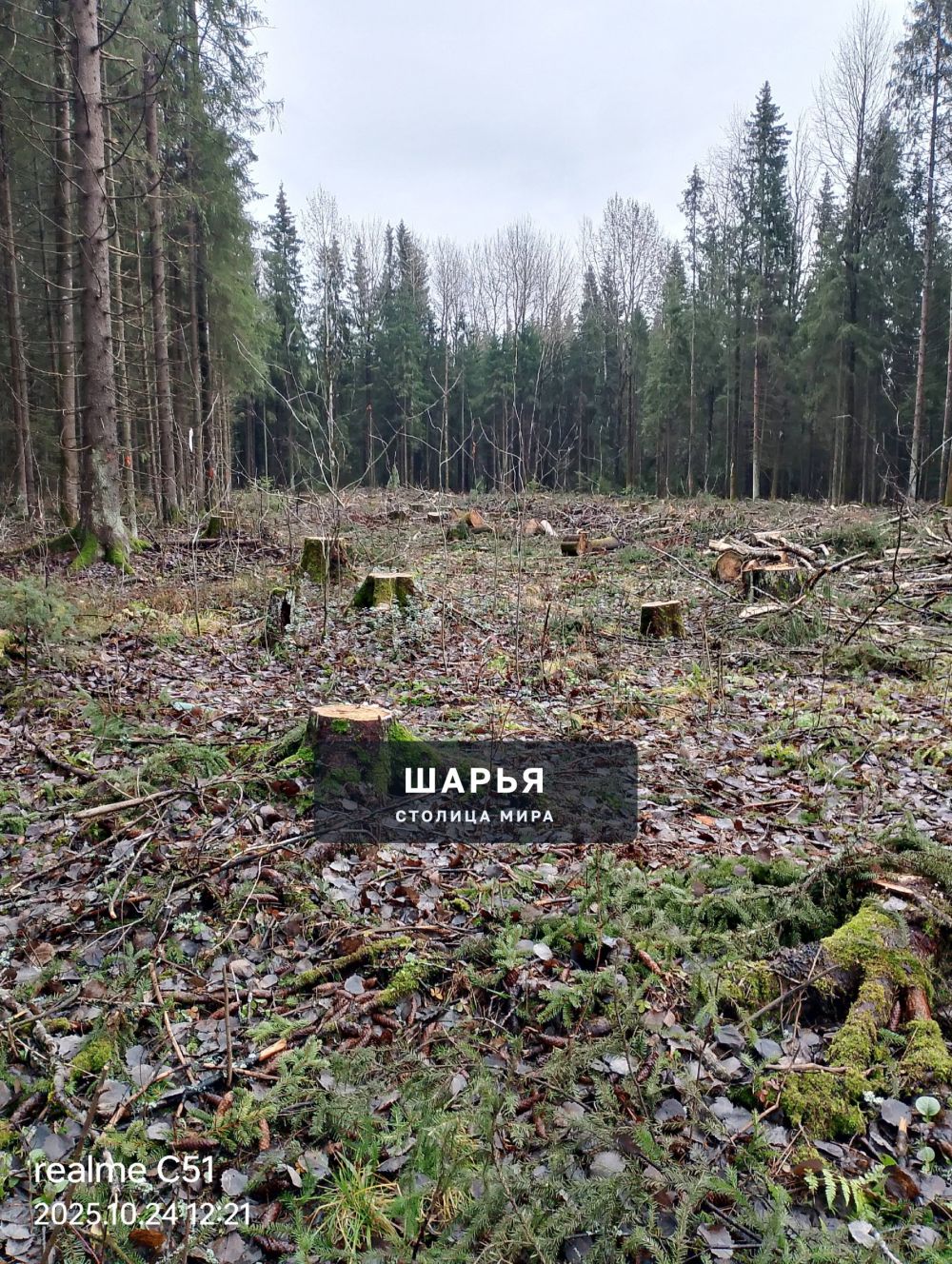 Кто должен убирать территорию после вырубки леса? — Шарья — фото 2