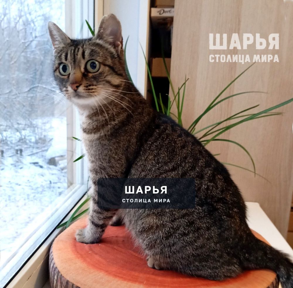 Вот такая тигровая красота в поисках своего человека! — Шарья — фото 9