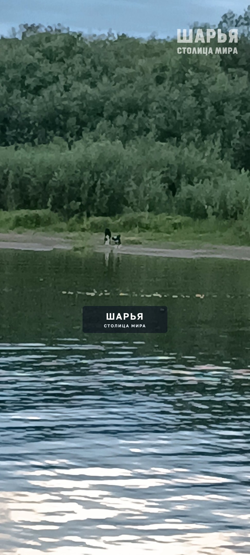 В Рождественском, напротив бывшего перевоза, на другом берегу Ветлуги несколько дней подряд по… — Шарья — фото 2
