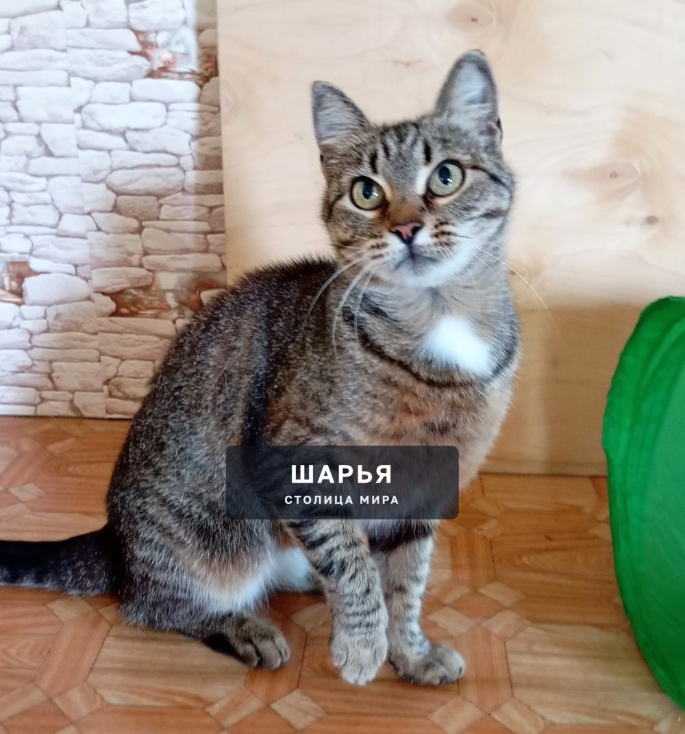 Мура, Мурочка, Мурёна! Ну очень ласковая киса! — Шарья — фото 3