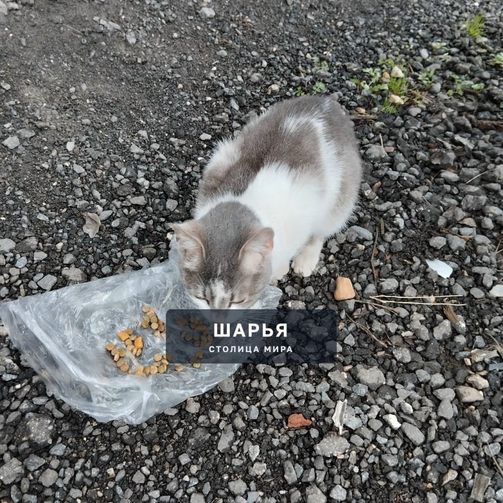 Котик Зайка — Шарья — фото 9