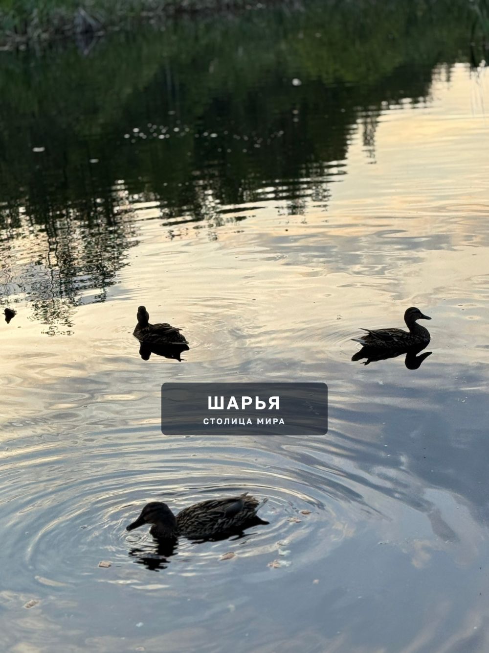 Тропа здоровья — Шарья — фото 2