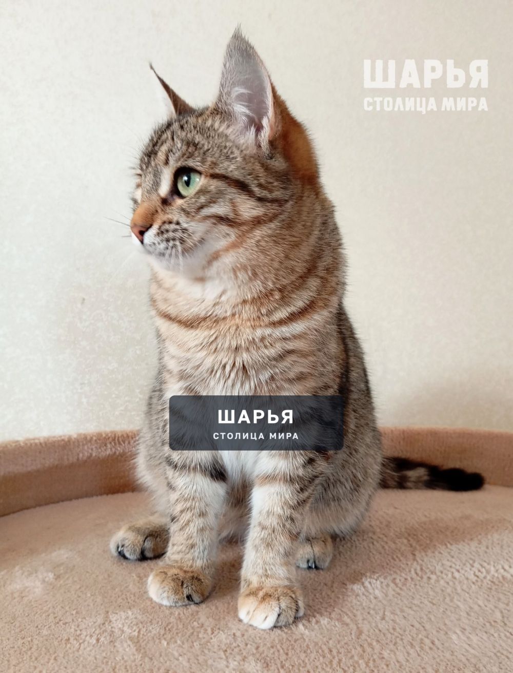 Маленькая кошечка Диночка! — Шарья — фото 3