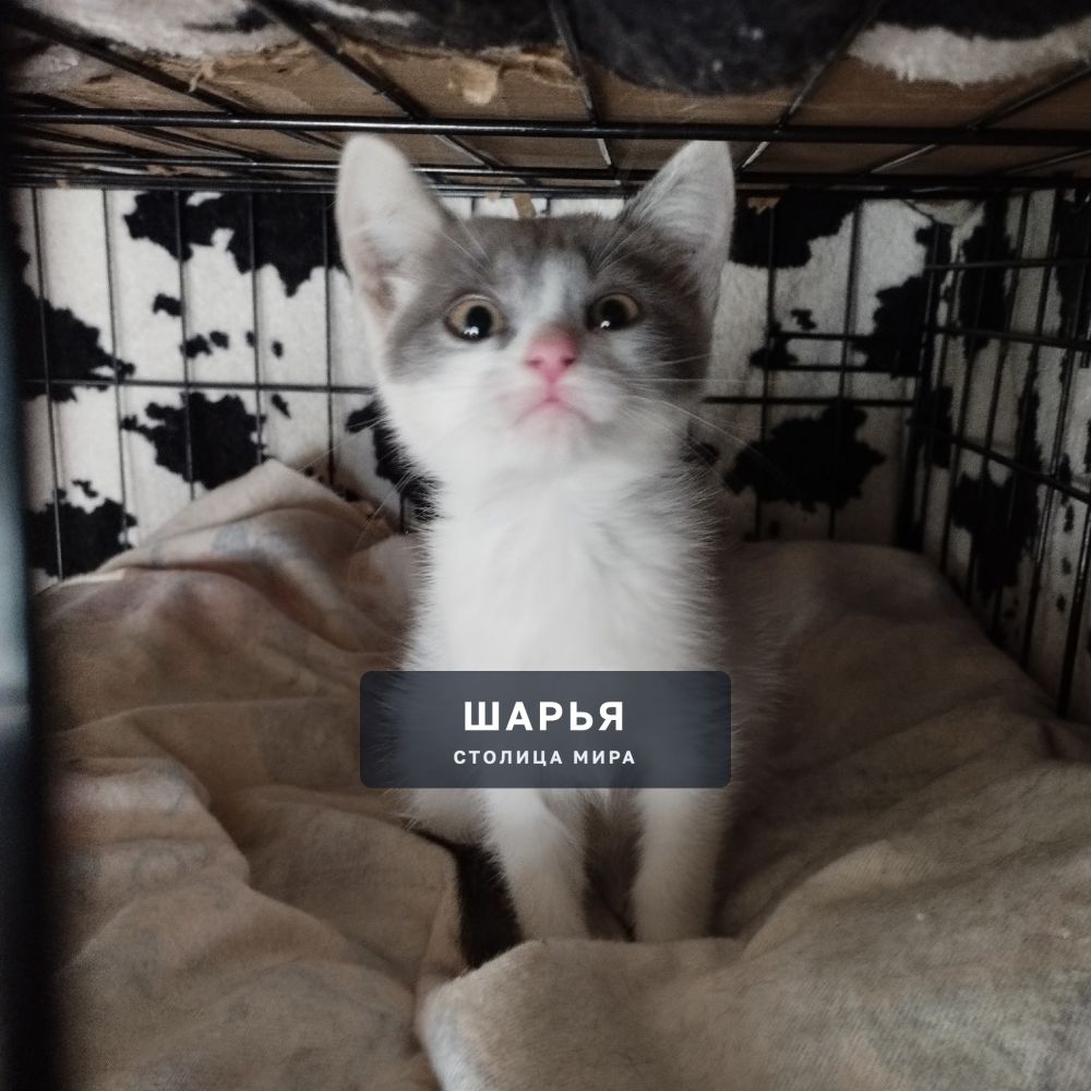 ‼‼СРОЧНО!!!! ОЧЕНЬ СРОЧНО!!! — Шарья