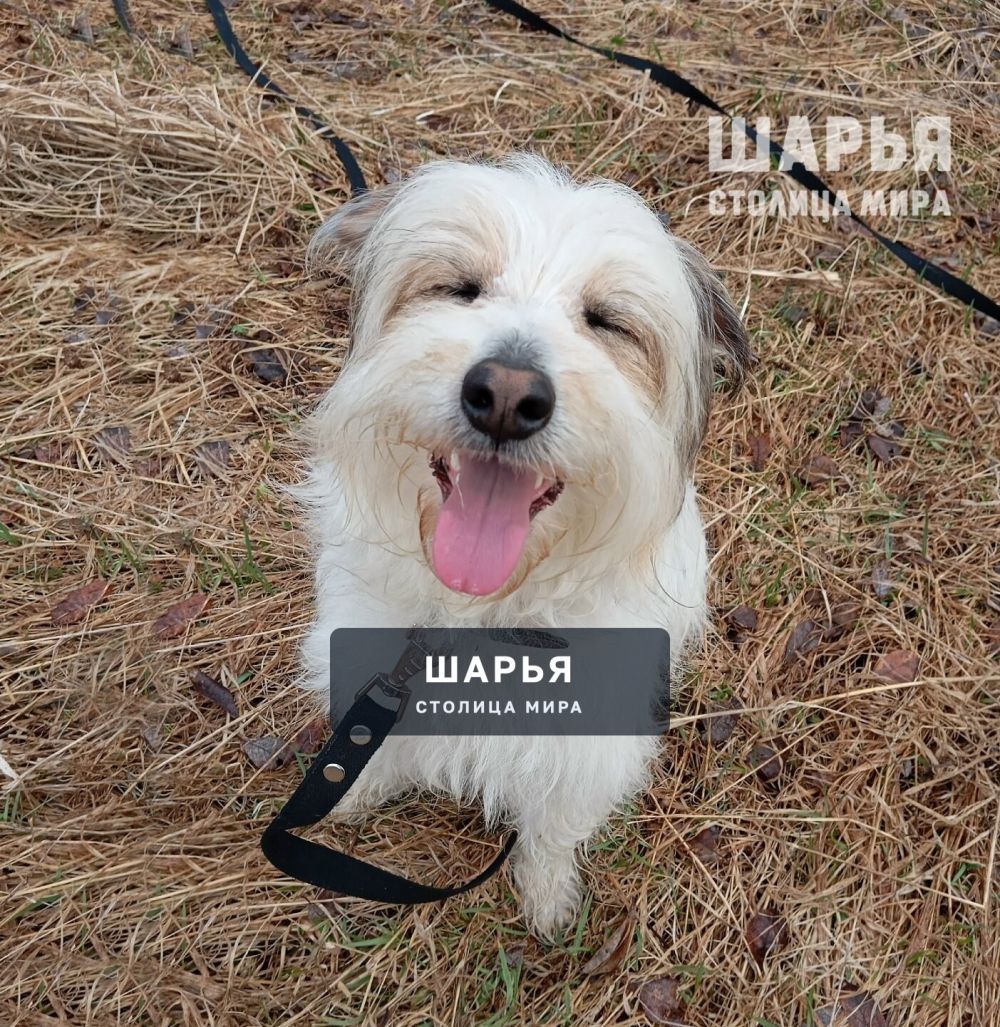 Очаровательный молодой пёс Тишка в поисках своего Человека! — Шарья — фото 7