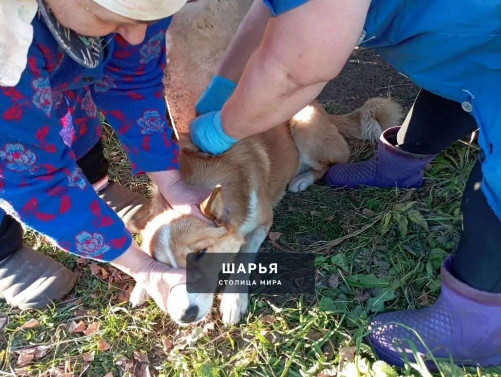 Ветеринарные специалисты ОГБУ "Шарьинская рай СББЖ" проводили выездную бесплатную вакцинацию… — Шарья — фото 3