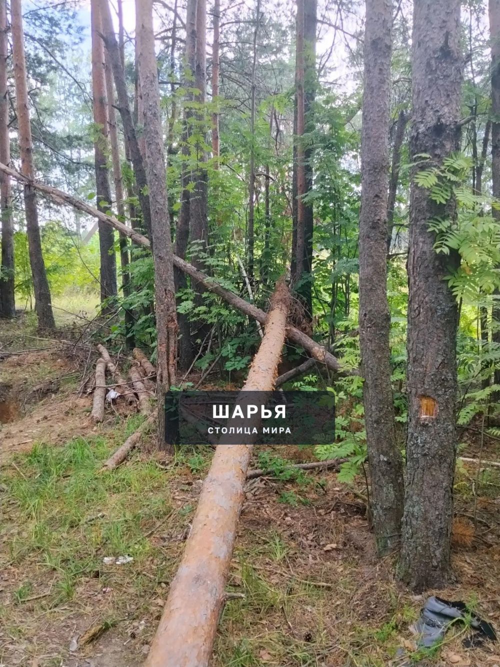 Шарьинцев приглашают на субботник в парке в Козлово — Шарья — фото 5