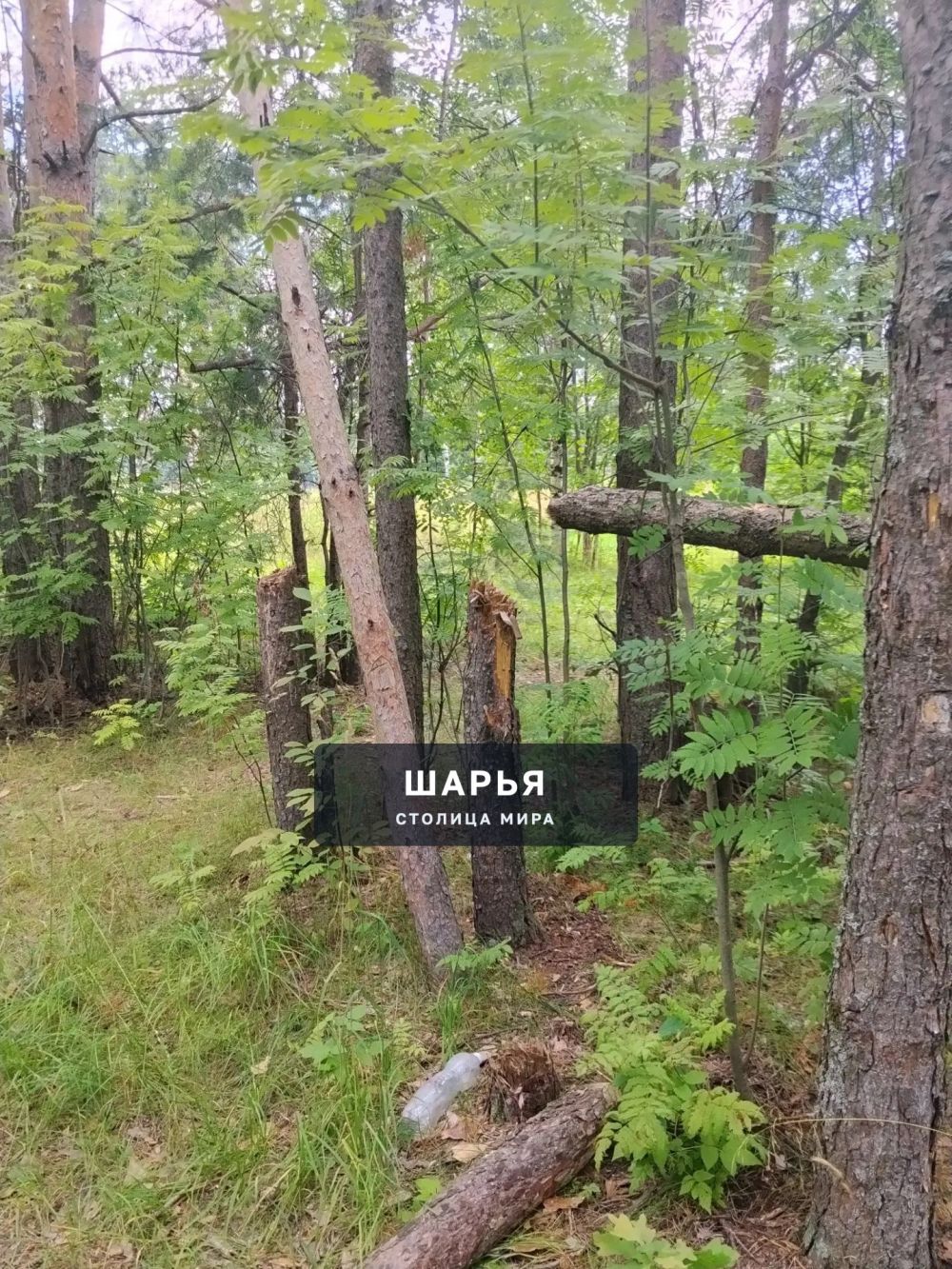 Шарьинцев приглашают на субботник в парке в Козлово — Шарья — фото 3
