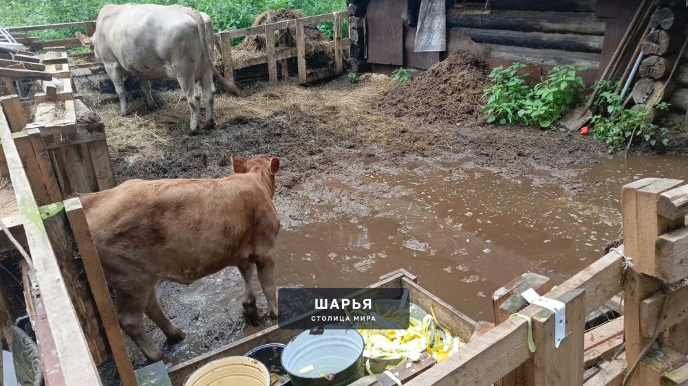 Хотим поднять насущную тему про корову проживающую на ул. Юбилейная — Шарья — фото 2