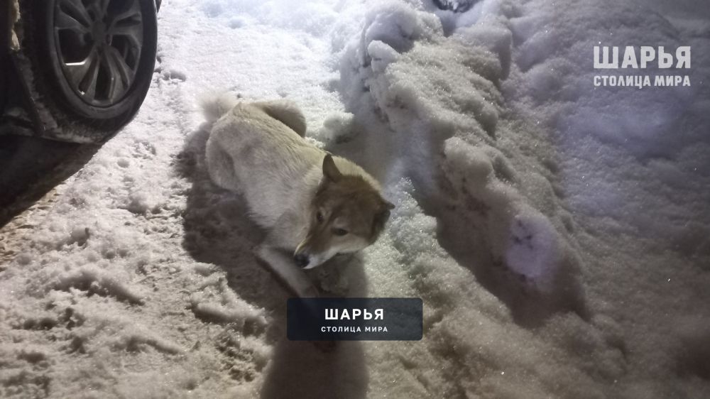 И снова про того же пса — Шарья