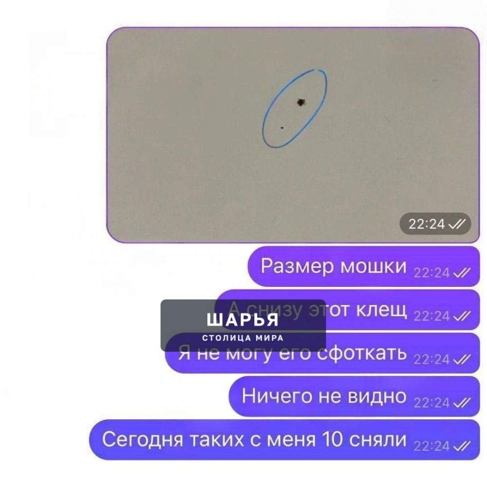 ‼ НАНОКЛЕЩИ ПОЯВИЛИСЬ В РОССИИ — микрокровопийцы, которые опаснее взрослых особей, уже атакуют… — Шарья — фото 2