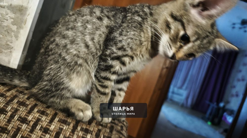 Потерялась кошечка,откликается на кличку Лайма,4 месяца.В районе улицы Вокзальная 63.Нашедшим… — Шарья — фото 2