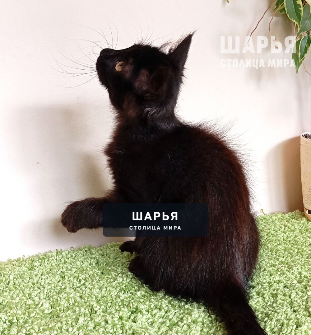 Очаровательный котик Митяй ищет дом! — Шарья — фото 2