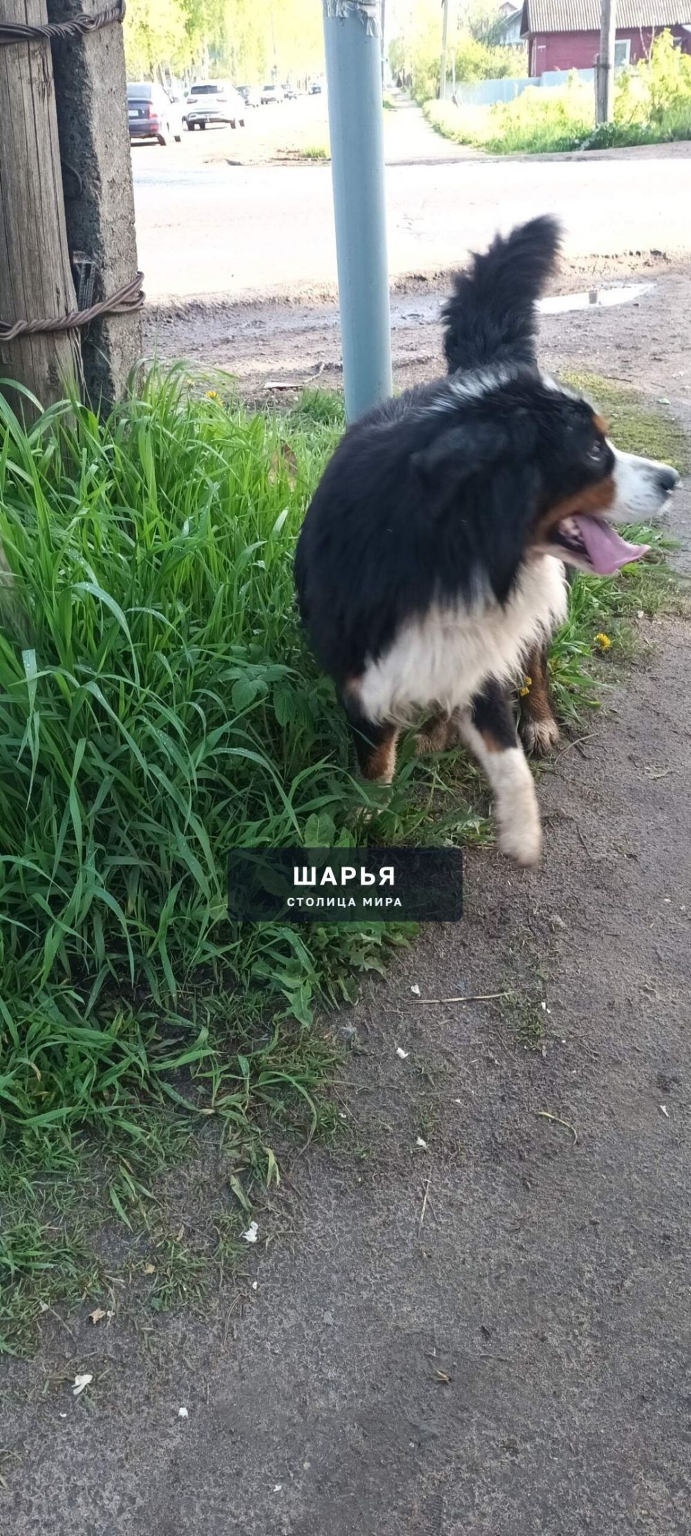 В районе ул.Ив.Шатрова/Ордж. по проезжей части бегал молодой берн — Шарья — фото 2