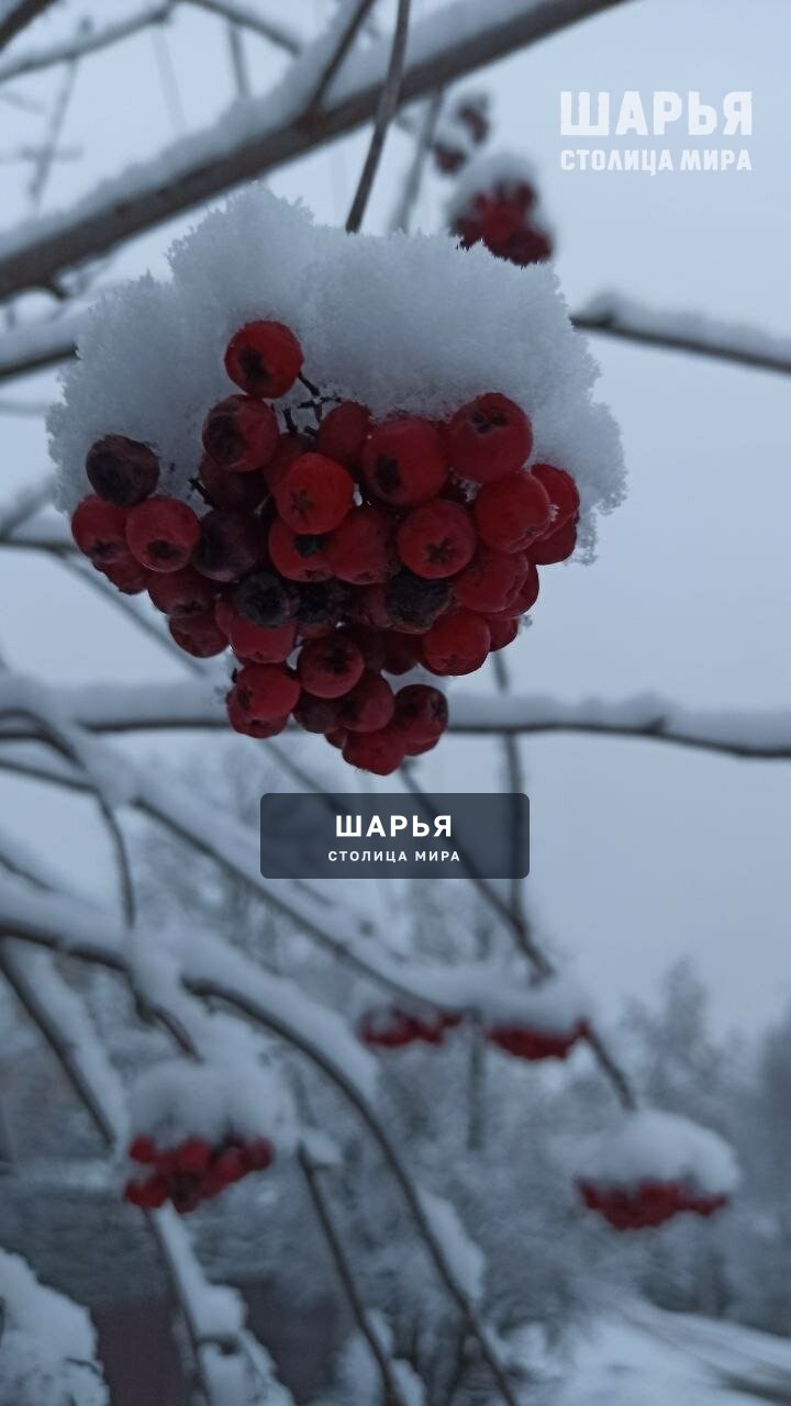 Новость из Шарьи — Шарья — фото 4