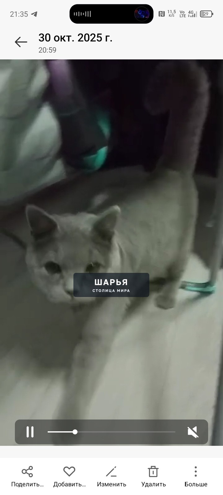 04.11.2025 . Пропал кот зовут Сёма — Шарья