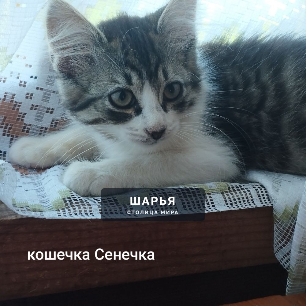Срочно!! Ищем дом кошечке Сенечке — Шарья — фото 3
