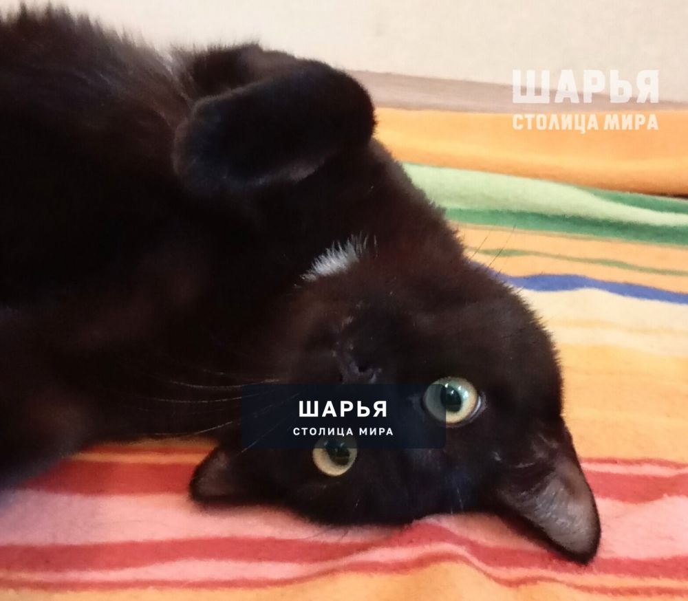Ищем любящую семью для очаровательного котика Джексона — Шарья — фото 8
