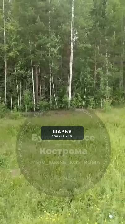 Лоси, медведи, лисы и зайцы - Шарьинский район богат на представителей животного мира — Шарья