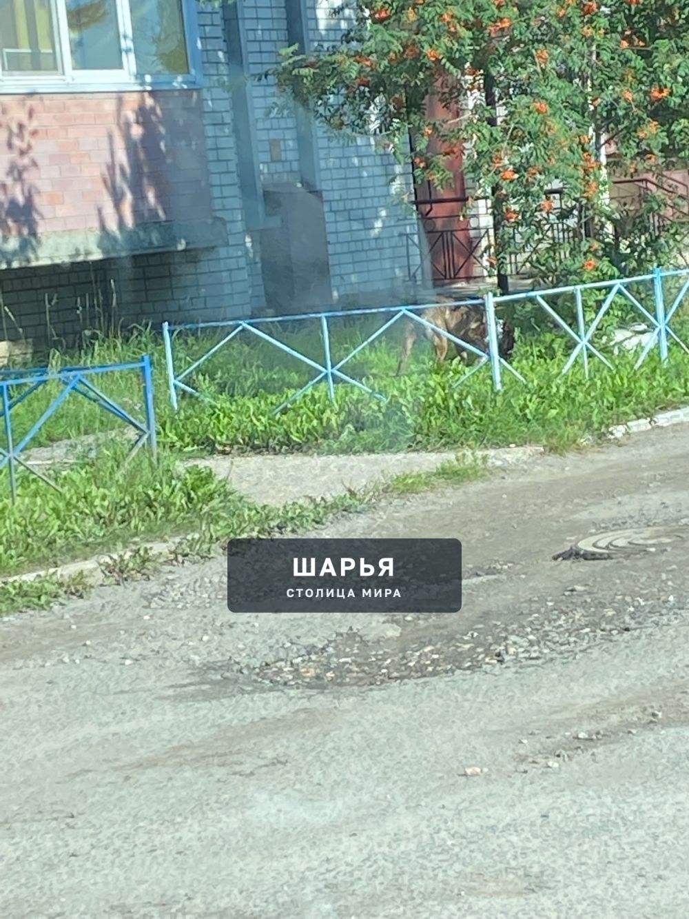 Уважаемые владельцы собаки! — Шарья — фото 4