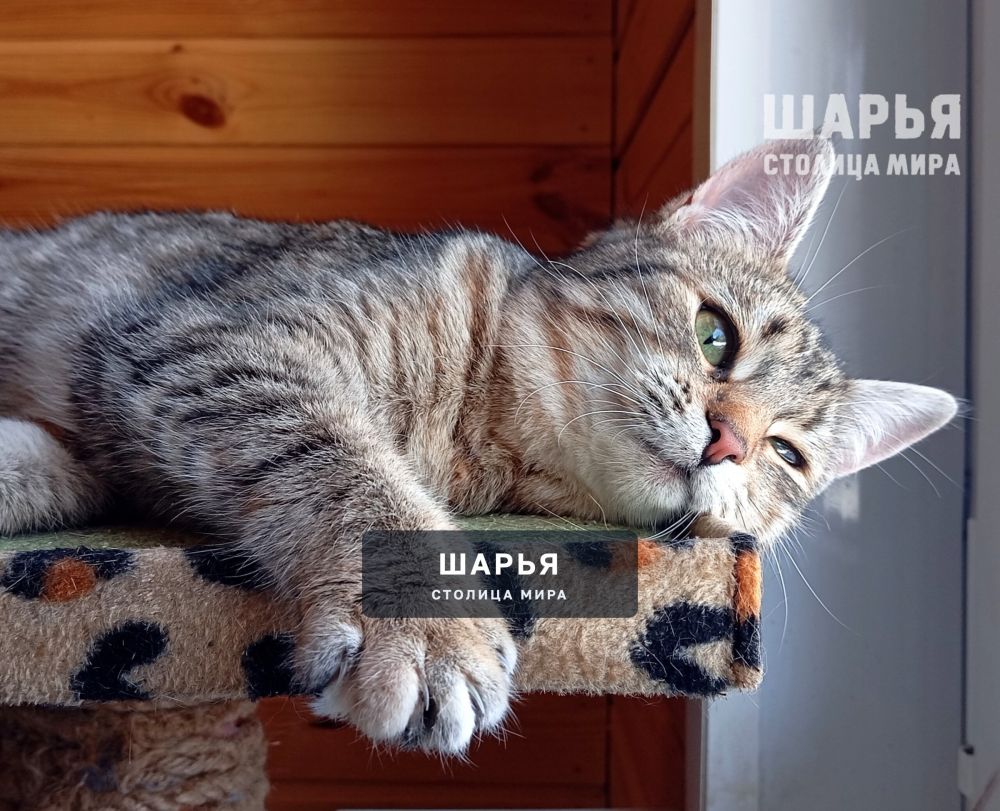 Маленькая кошечка Диночка! — Шарья — фото 8
