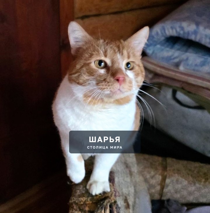 Кот Рыженос в поисках хорошего хозяина! — Шарья — фото 5
