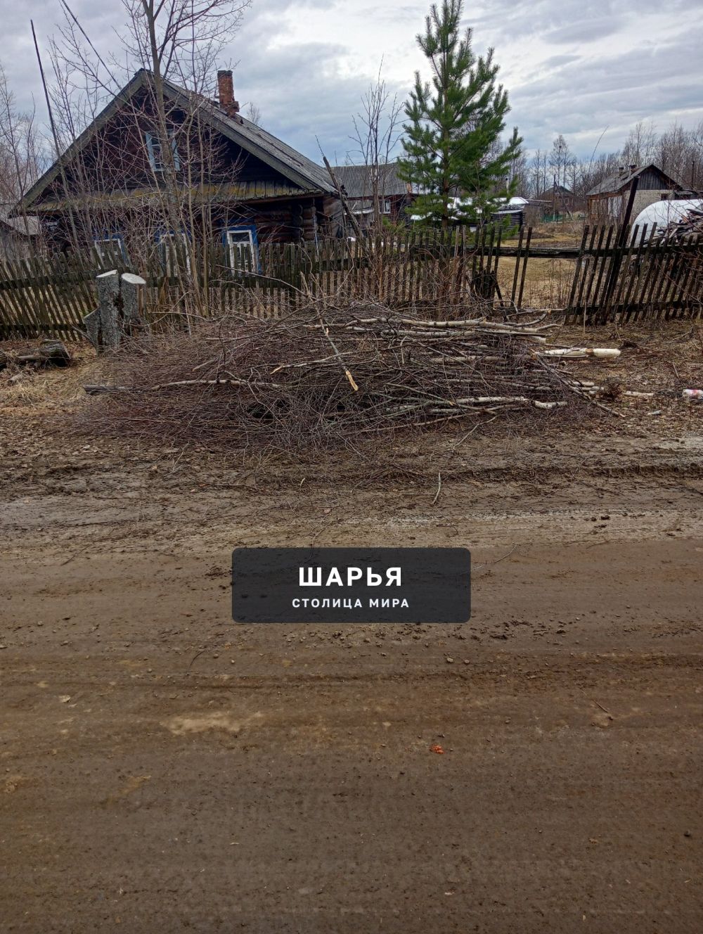 Прошлой осенью, некая организация, проводила работы по опиливанию деревьев под ЛЭП — Шарья — фото 3