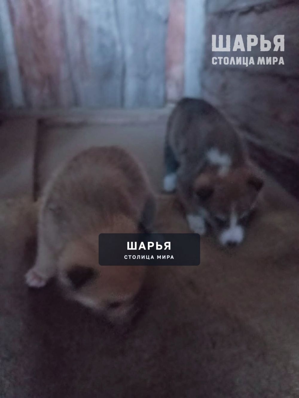 Ищем надёжные ручки красивому щенку! — Шарья — фото 3