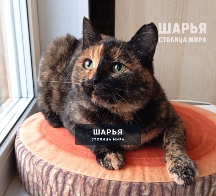 Черепаховая красавица Чуня в поисках уютного дома! — Шарья — фото 2