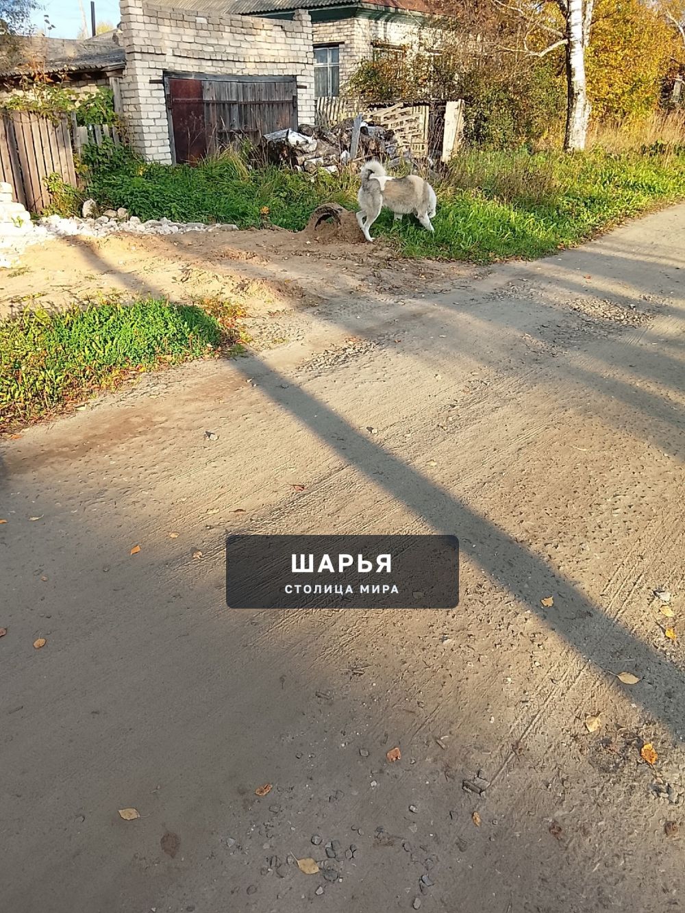 Как то был не давно отлов собак ? — Шарья