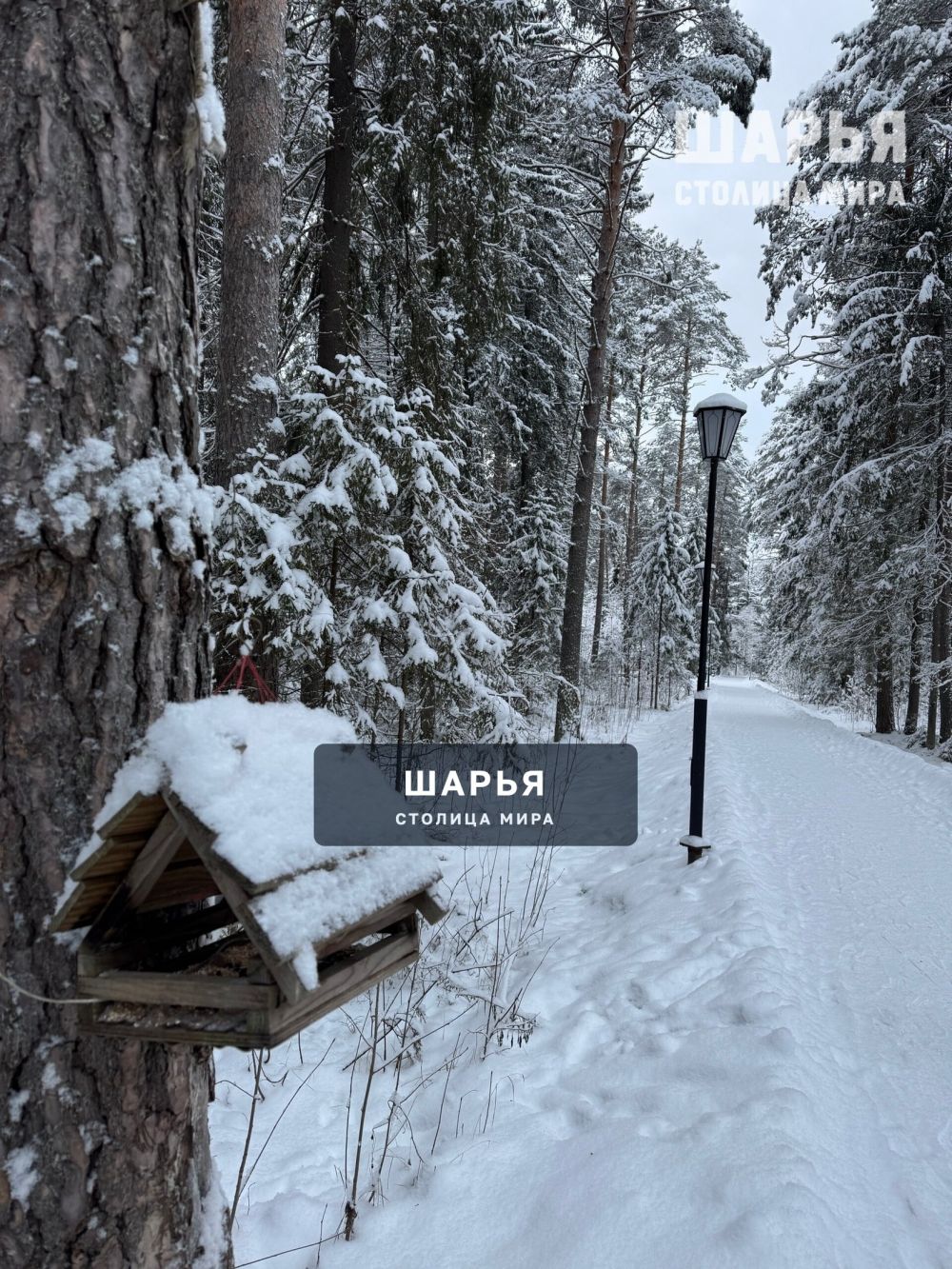 Красота какая в городском парке — Шарья — фото 2