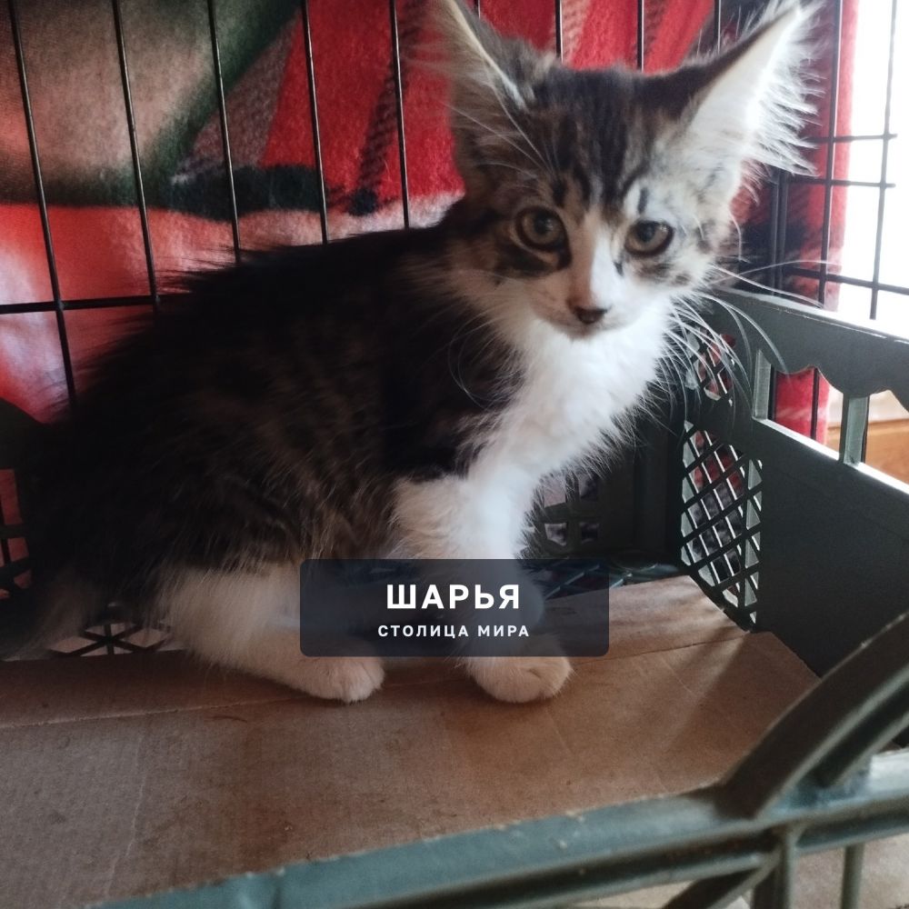 Котёнок-бездомыш ищет дом!! — Шарья — фото 3