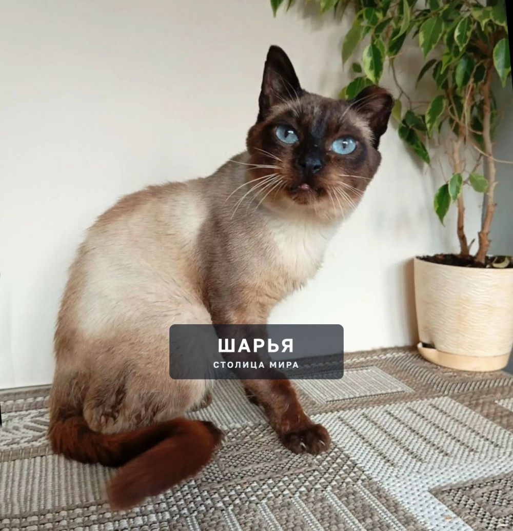 Кот Симон, или просто Симка готов к поиску доброго хозяина — Шарья — фото 6