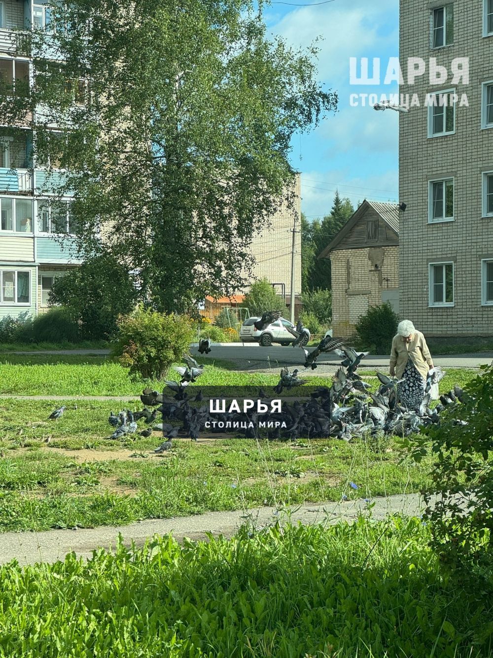 В городе Шарья, как и во многих других городах, можно встретить голубей — фото 2