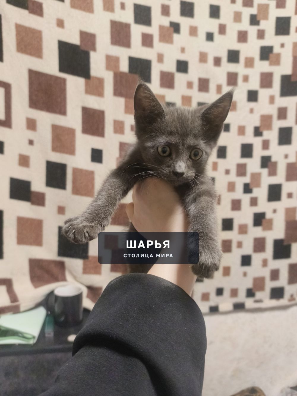 Чья потеряшка ?? Увязалась примерно в ленинском между загородной и Фурманова — Шарья