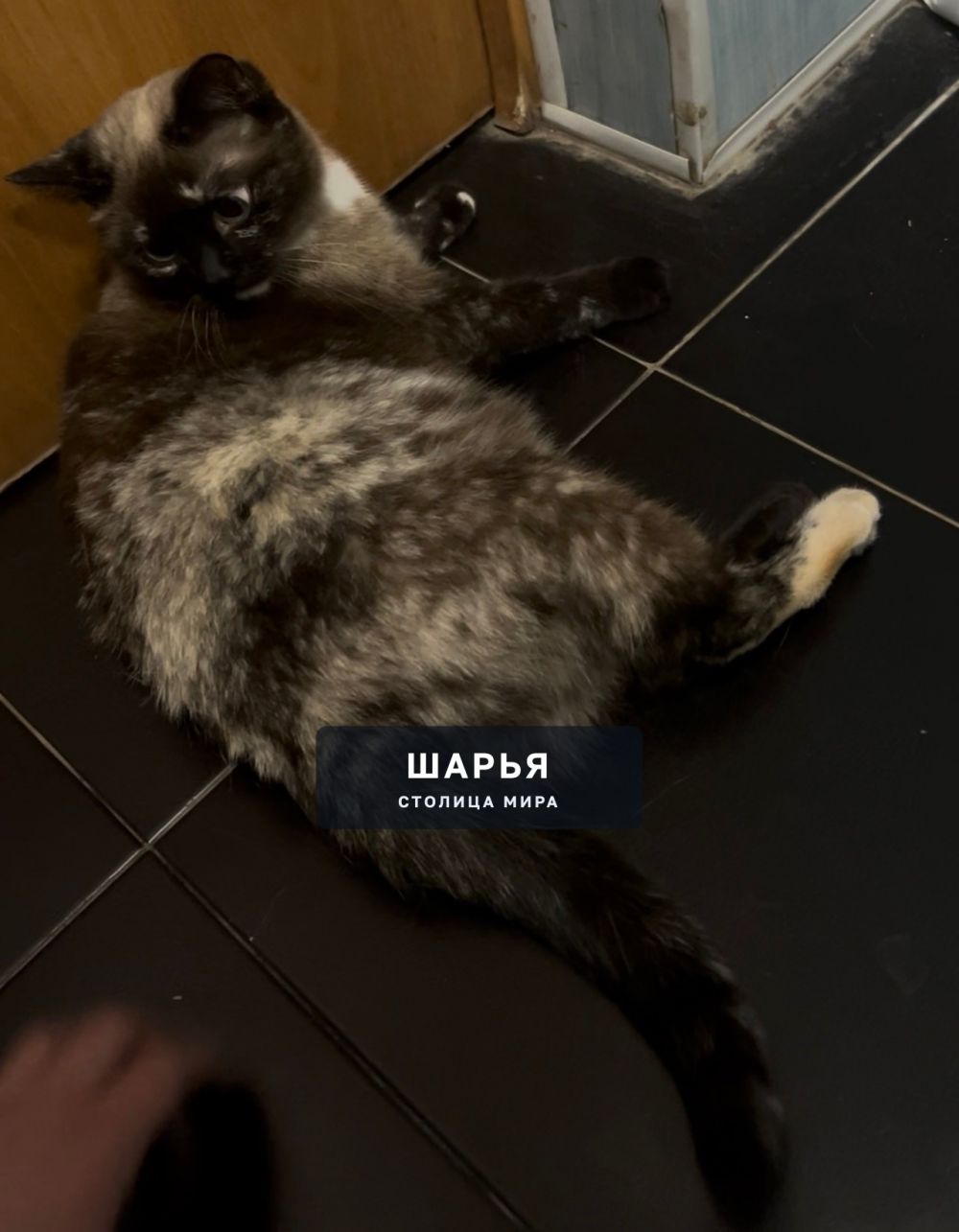 ПОТЕРЯЛАСЬ КОШКА — Шарья — фото 2