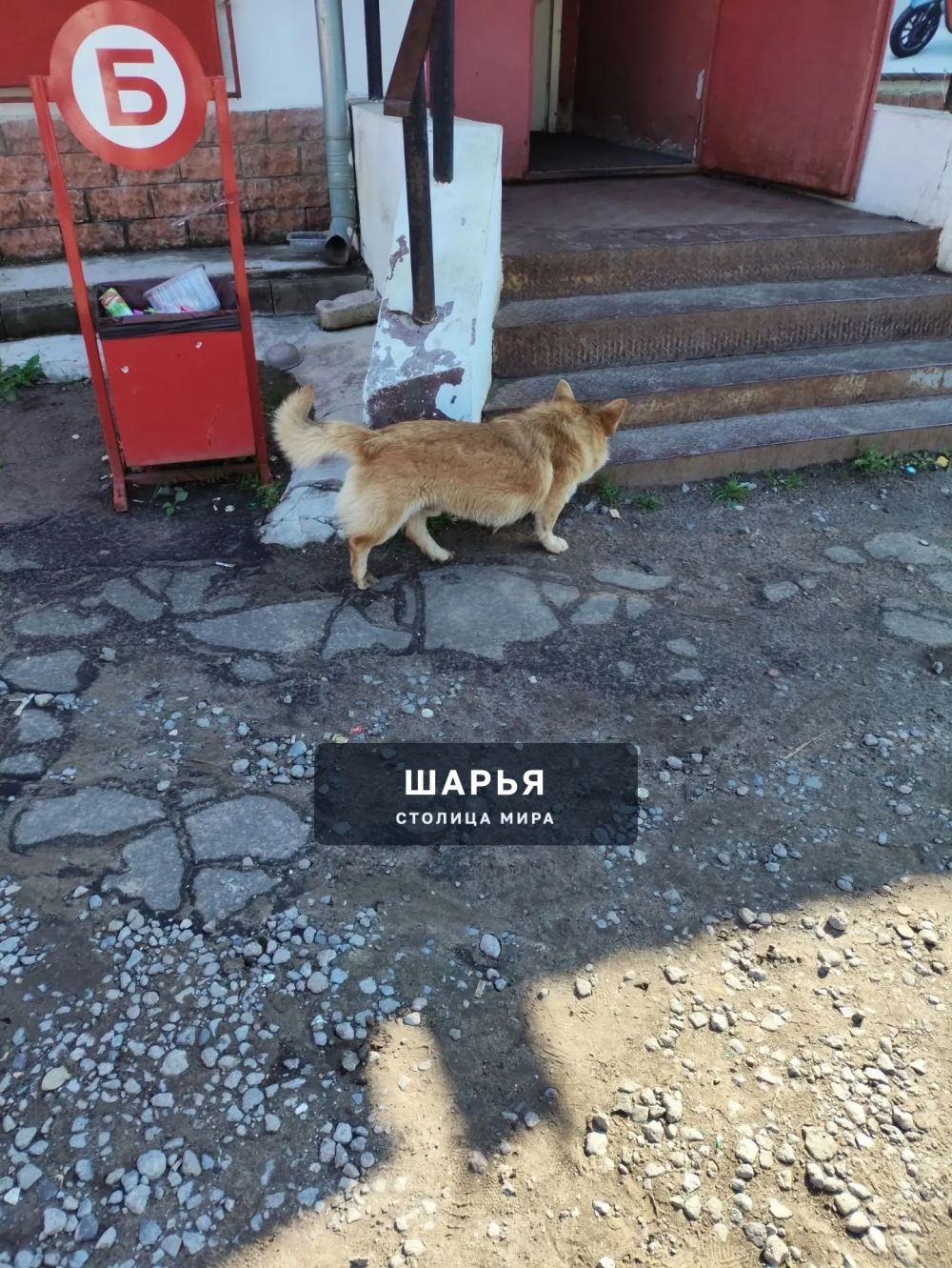 Чья собака, очень голодная, бегала по дороге у рынка? + — Шарья — фото 5