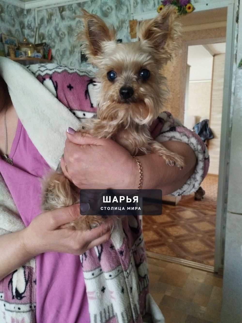 Найдена собака в районе авиационная-октябрьская — Шарья